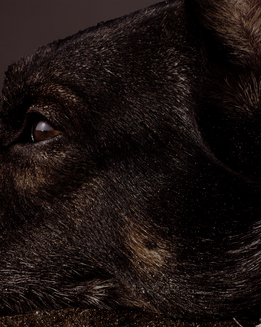 Brutus Orto Parisi Extrait de Parfum 50ml