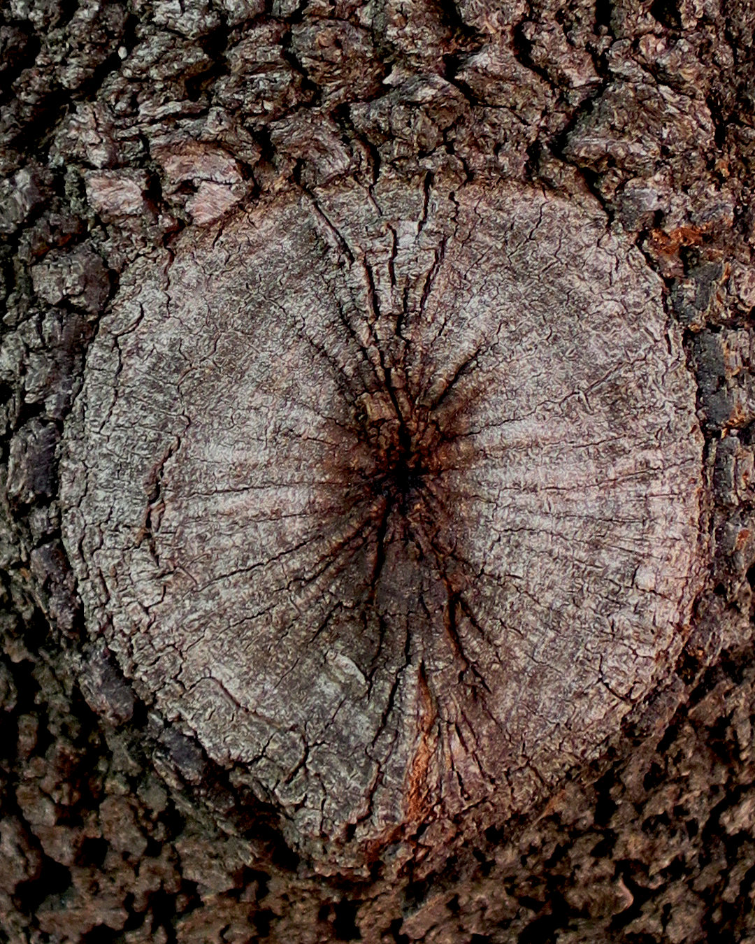 Stercus Orto Parisi Extrait de Parfum 50ml