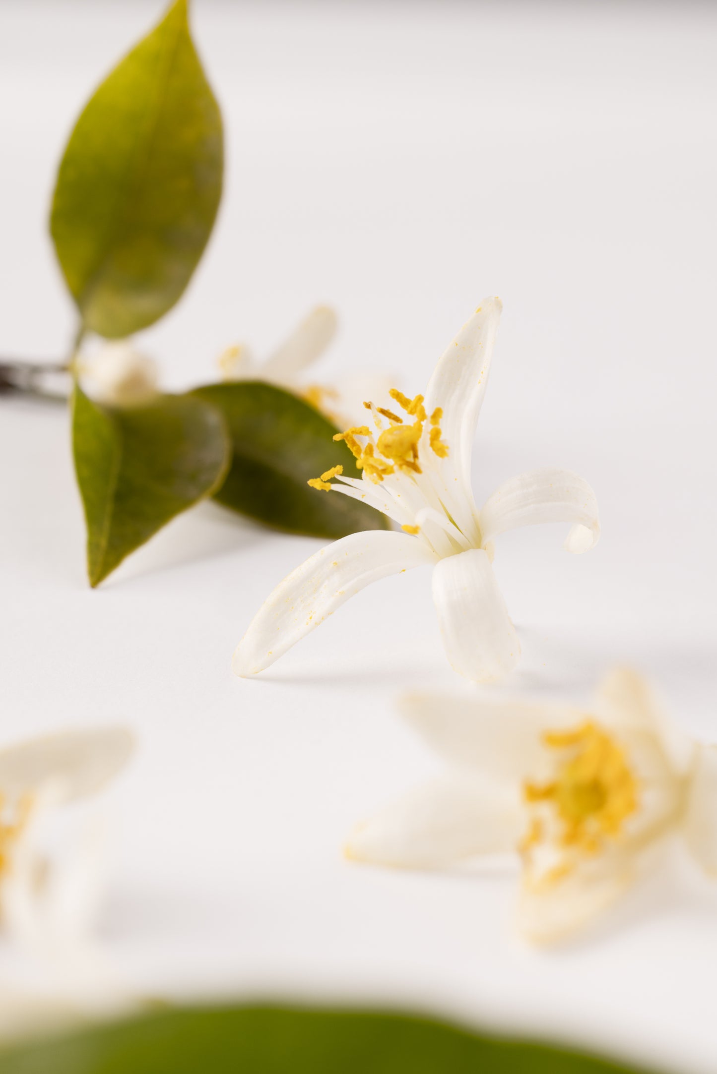 Néroli Botanica Essential Parfums Refill 150ml