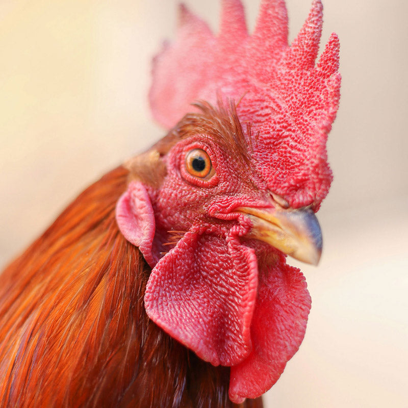 Good Morning Ramon Monegal Scented Candle 650g