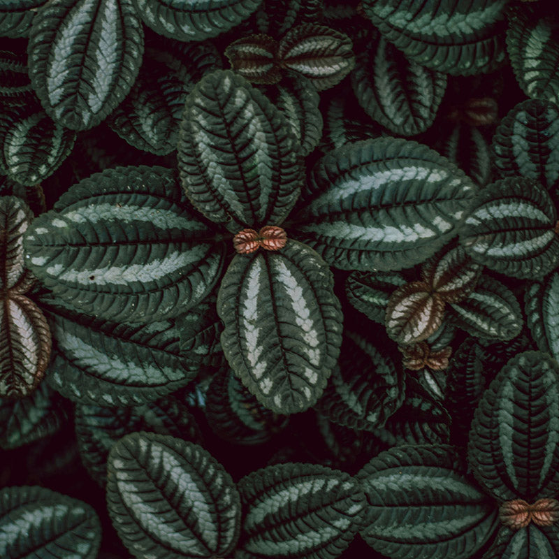 Tribal Spirit Ramon Monegal Scented Candle 650g