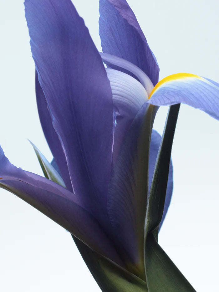 Neon Garden Dries Van Noten Eau De Parfum 100ml