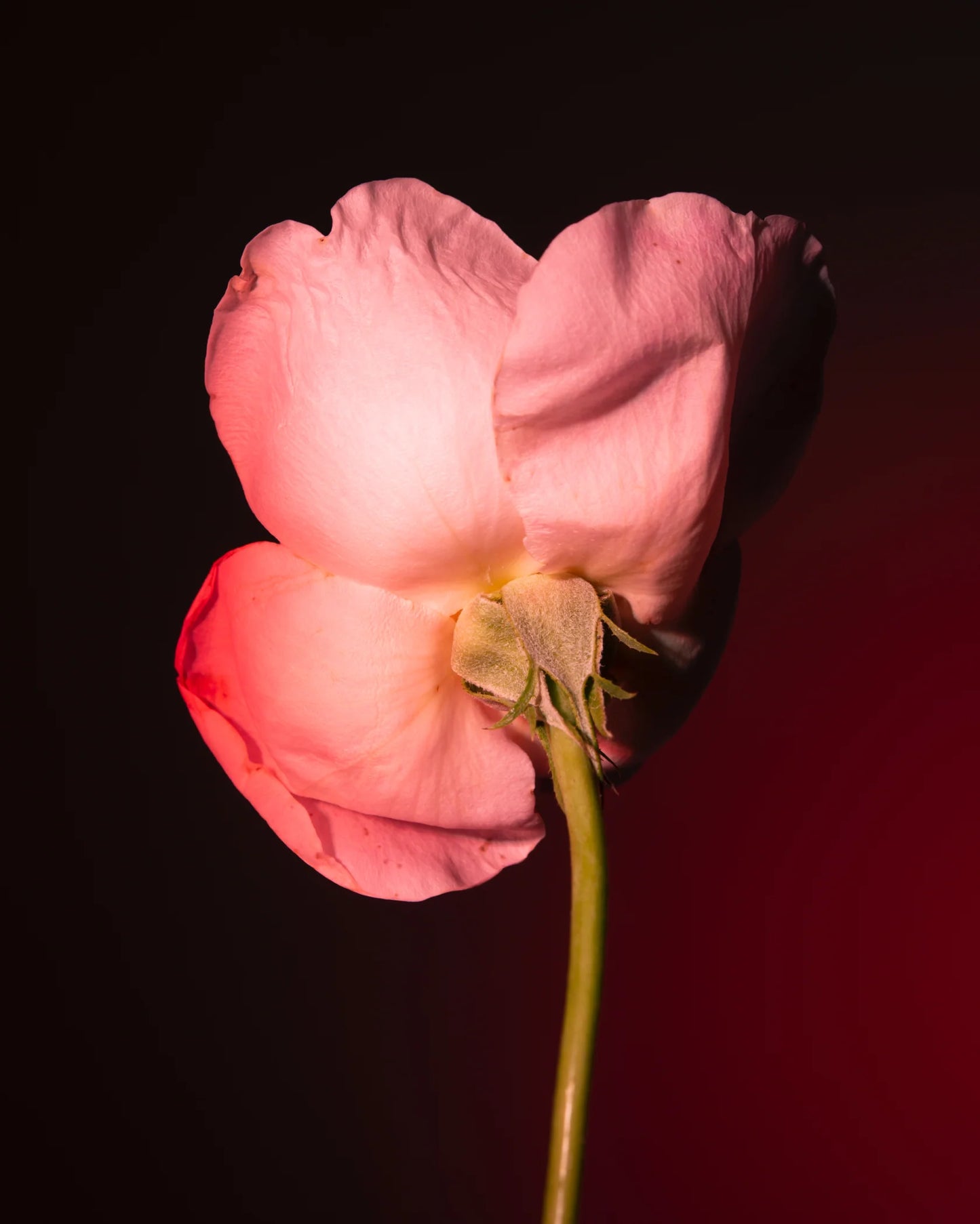 Tabac Rose BDK Parfums Eau de Parfum