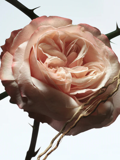 Rosa Carnivora Dries Van Noten Eau De Parfum 100ml