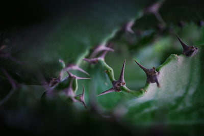 The High Neh Perfumes Eau de Parfum 100ml