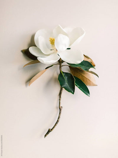 MAGNOLIA SCENTS