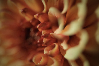 The Light Neh Perfumes Eau de Parfum 100ml