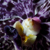Soie & Amber Dries Van Noten Liquid Soap & Refill