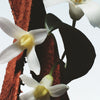 Fleur du Mal Dries Van Noten Eau De Parfum 100ml