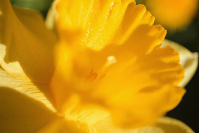 The Flavor Neh Perfumes Eau de Parfum 100ml