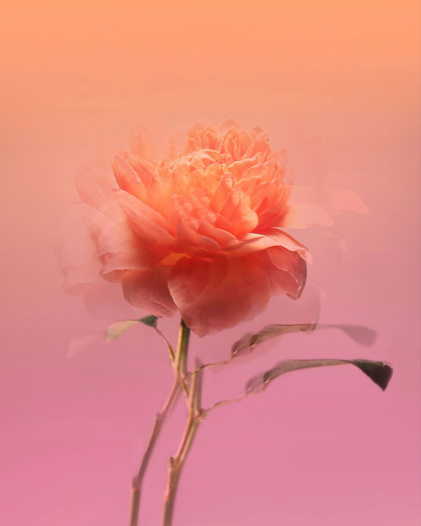 Impadia BDK Parfums Eau de Parfum