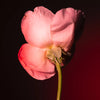 Tabac Rose BDK Parfums Eau de Parfum