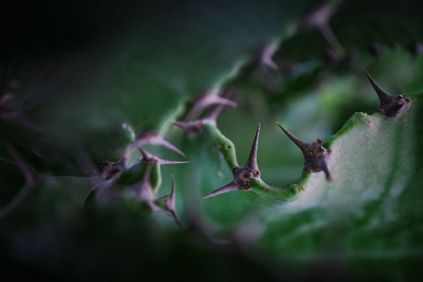 The High Neh Perfumes Eau de Parfum 100ml