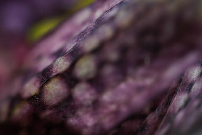 The Opening Neh Perfumes Eau de Parfum 100ml