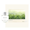 Monsoon Tea d`Annam Eau de Parfum 50ml